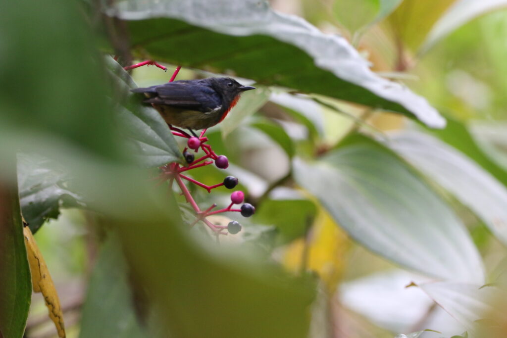 Dicée de Bornéo (Dicaeum monticolum - Black-sided Flowerpecker)