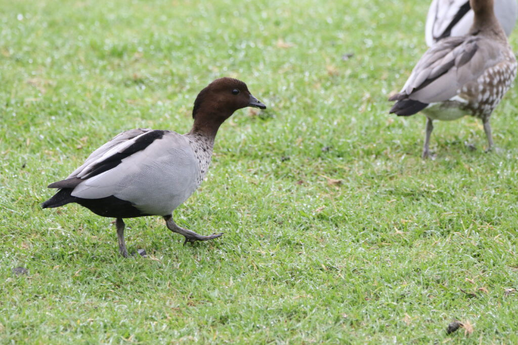 Canard à crinière (Chenonetta jubata - Maned Duck)
