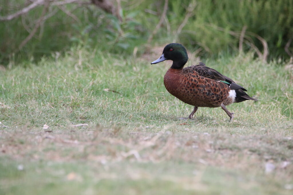 Sarcelle rousse (Anas castanea - Chestnut Teal)
