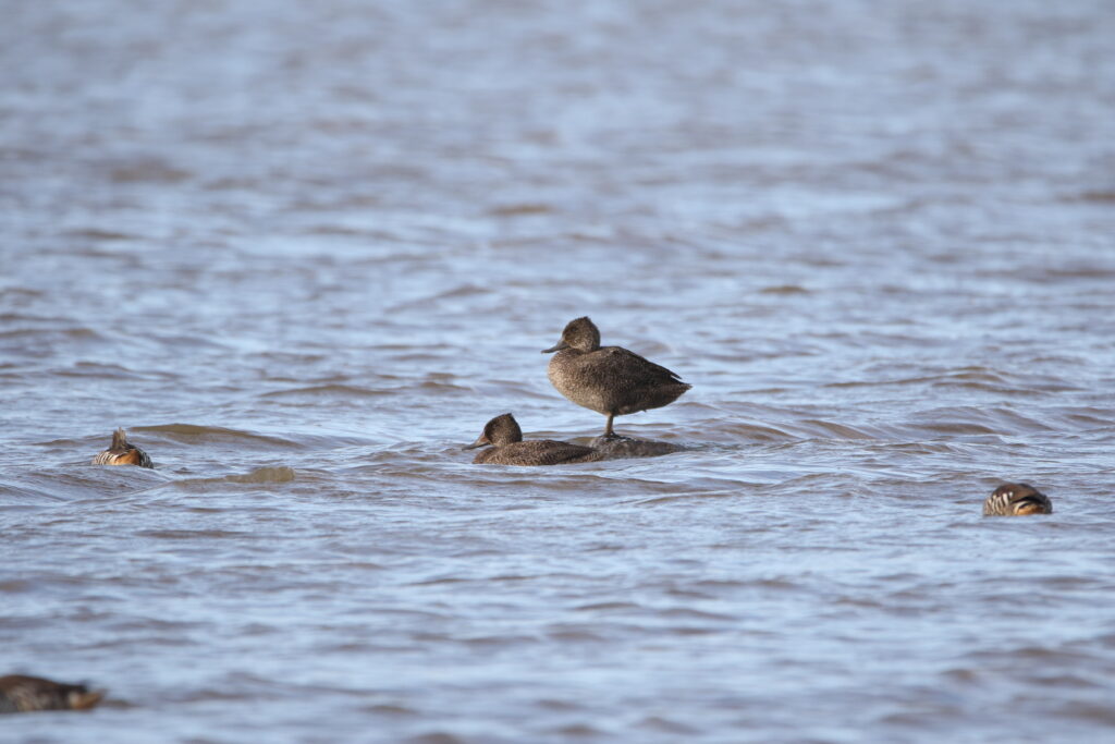 Stictonette tachetée (Stictonetta naevosa - Freckled Duck)
