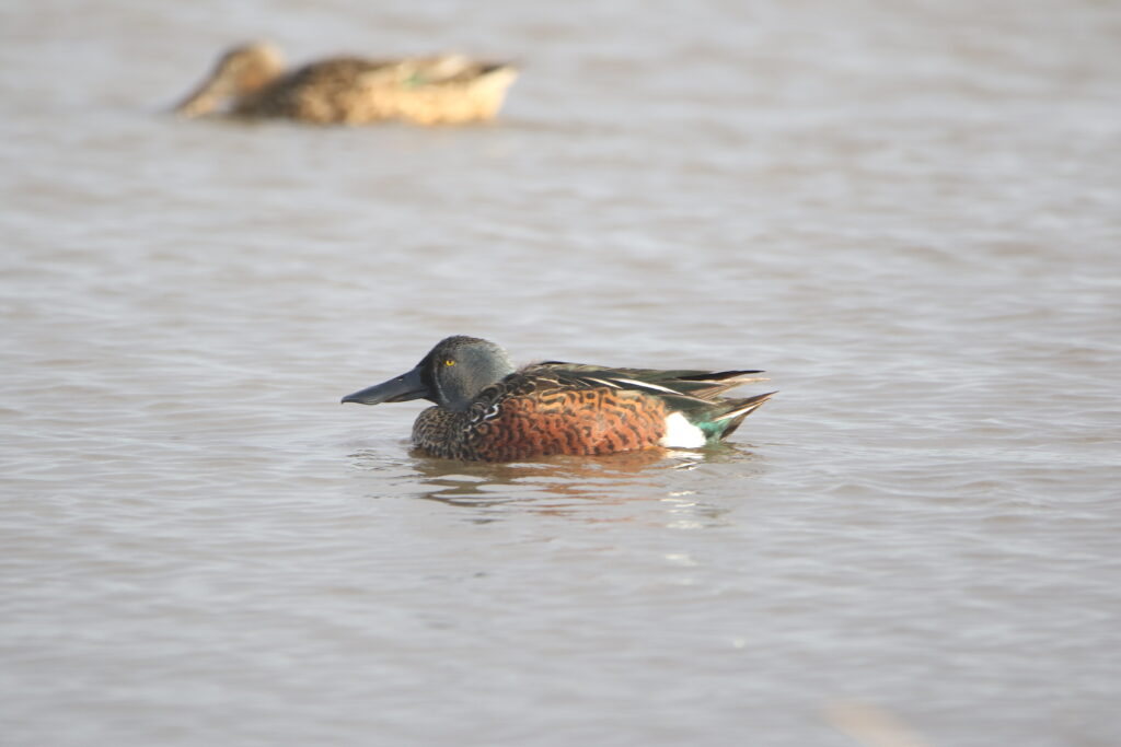 Canard bridé (Spatula rhynchotis - Australasian Shoveler)