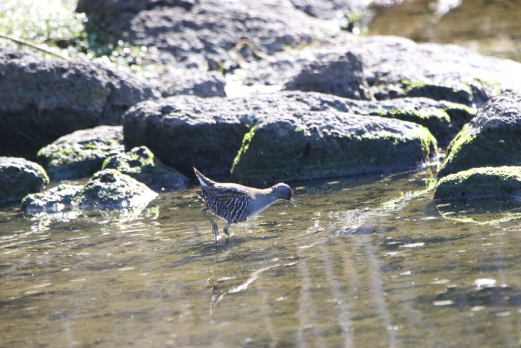 Marouette d'Australie (Porzana fluminea - Australian Crake)
