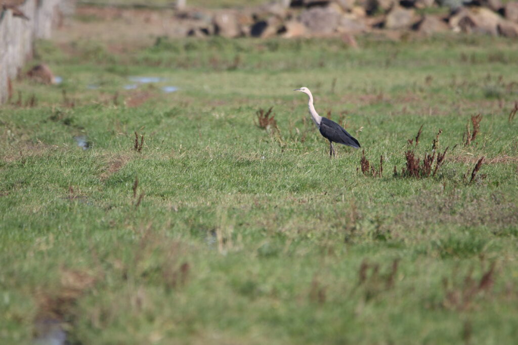 Héron a tête blanche (Ardea pacifica - White-necked Heron)