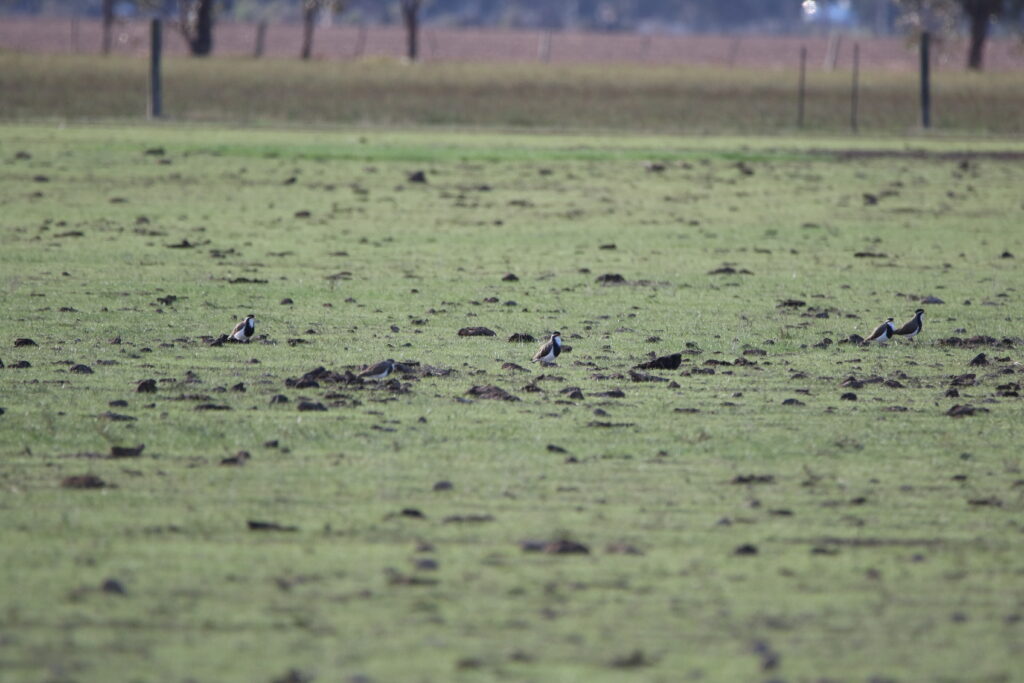 Vanneau tricolore (Vanellus tricolor - Banded Lapwing)