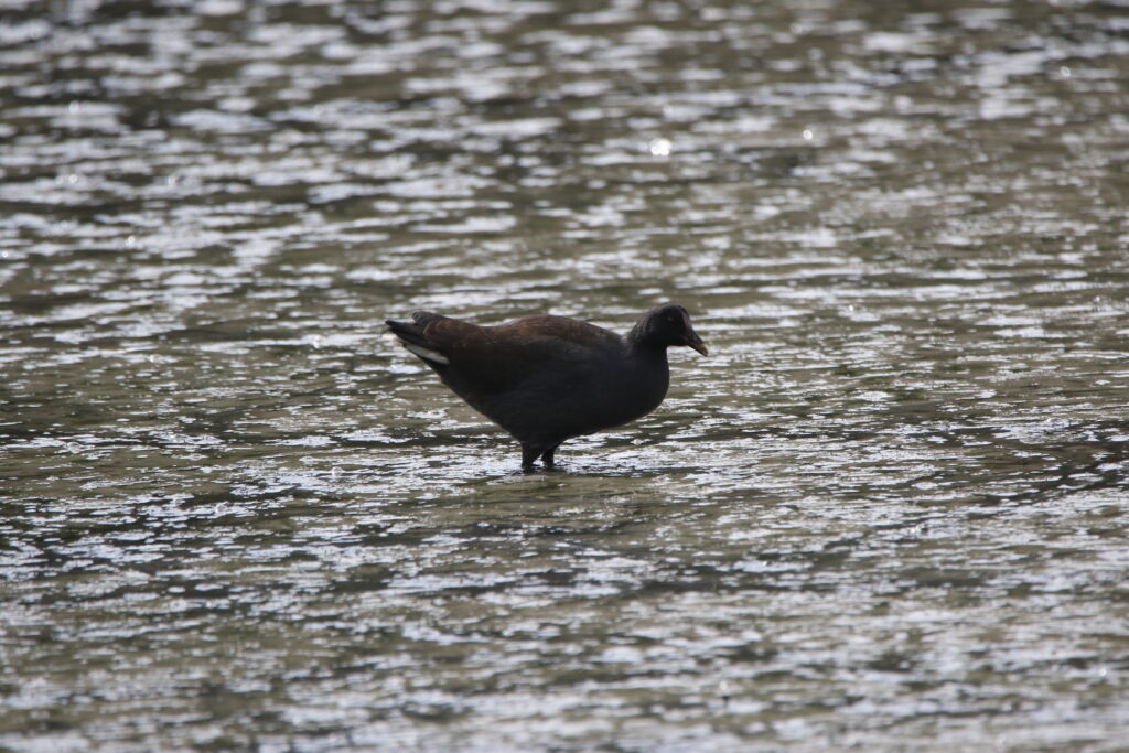 Gallinule sombre (Gallinula tenebrosa - Dusky Moorhen)