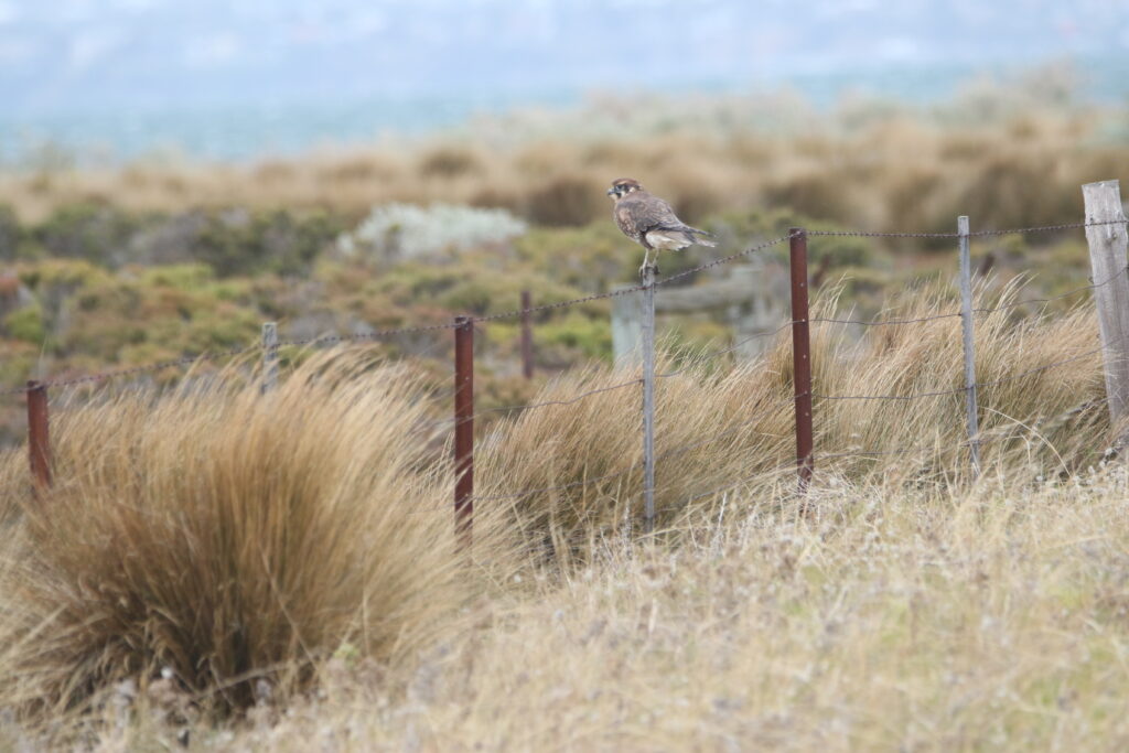 Faucon bérigora (Falco berigora - Brown Falcon)
