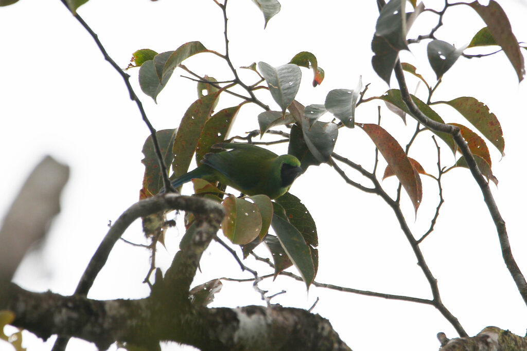 Verdin de Bornéo (Chloropsis kinabaluensis - Bornean Leafbird) - Crocker Range