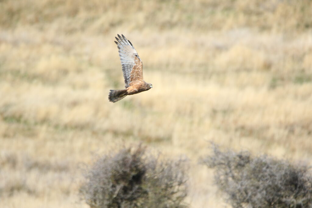 Busard de Gould (Circus approximans - Swamp Harrier)