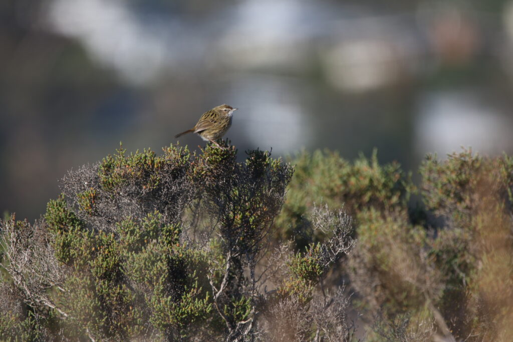 Séricorne strié (Calamanthus fuliginosus - Striated Fieldwren)