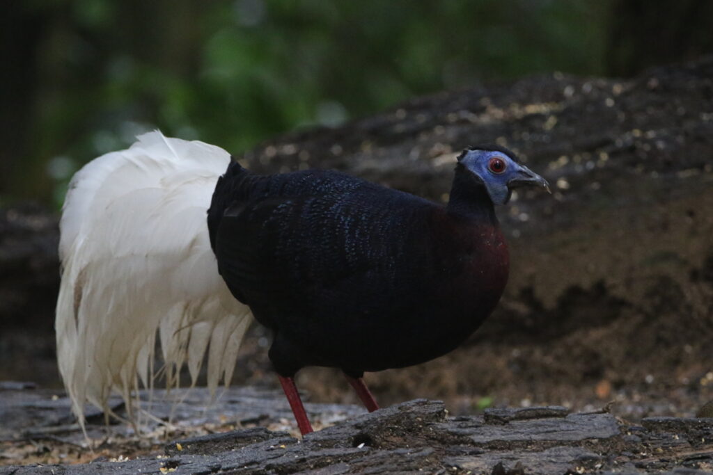 Faisan de Bulwer mâle (Lophura bulweri - Bulwer's Pheasant)