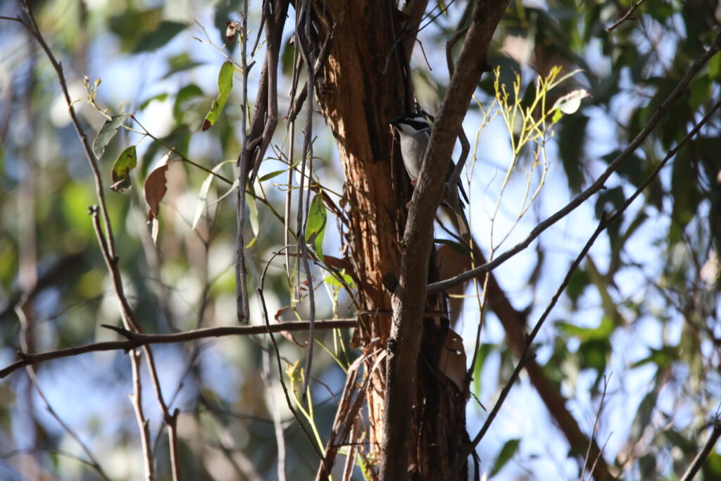 Méliphage à bec fort (Melithreptus validirostris - Strong-billed Honeyeater) - Tasmanie