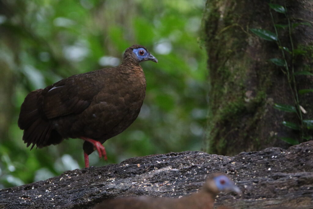 Faisan de Bulwer femelle (Lophura bulweri - Bulwer's Pheasant)