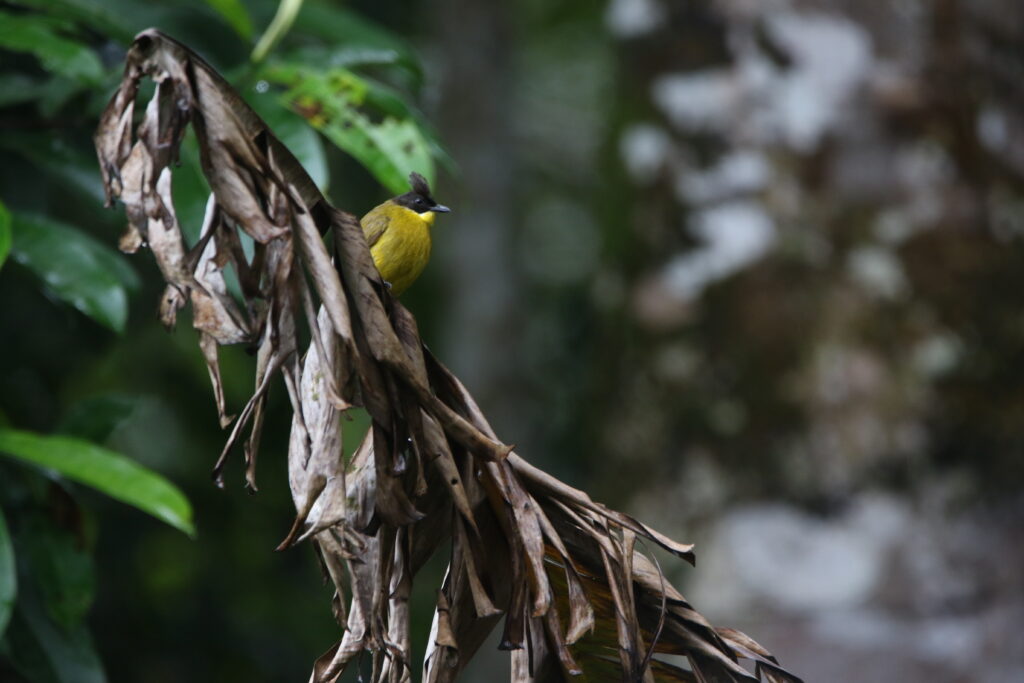 Bulbul de Bornéo (Rubigula montis - Bornean Bulbul)