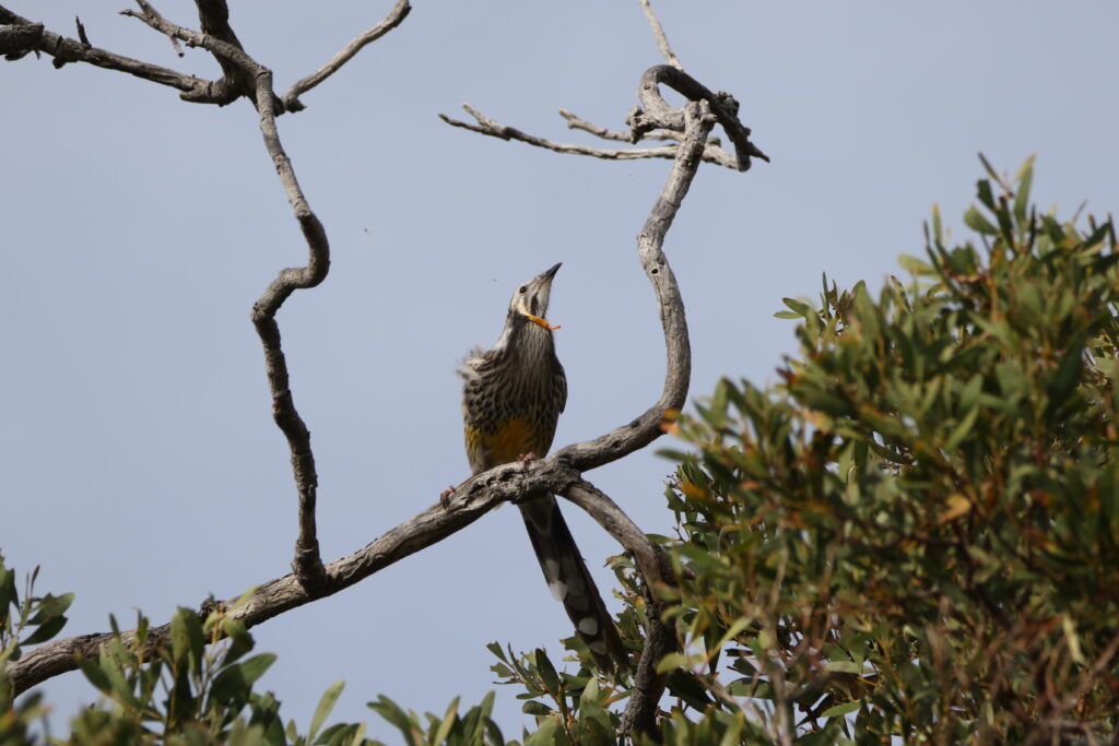 Méliphage à pendeloques (Anthochaera paradoxa - Yellow Wattlebird)