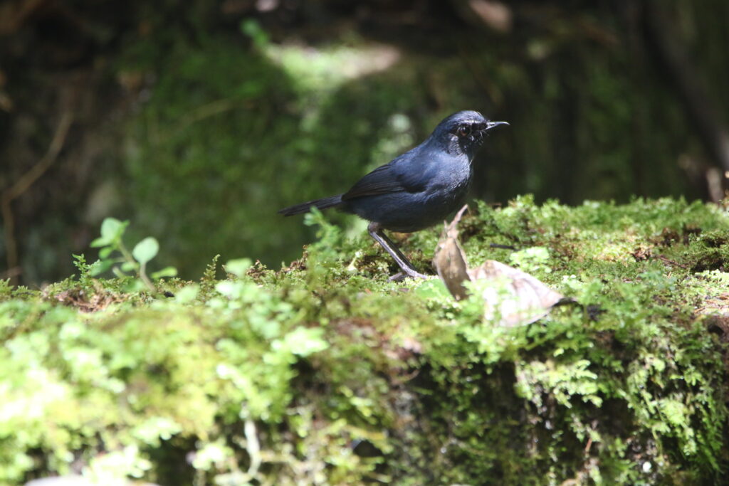 Brachyptère de Bornéo mâle (Brachypteryx erythrogyna - Bornean Shortwing) - Crocker Range