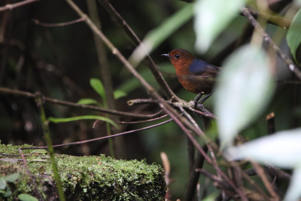 Brachyptère de Bornéo femelle (Brachypteryx erythrogyna - Bornean Shortwing) - Crocker Range