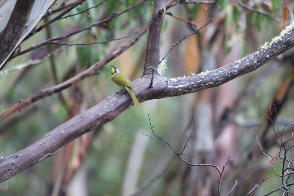 Méliphage à gorge jaune (Nesoptilotis flavicollis - Yellow-throated Honeyeater)