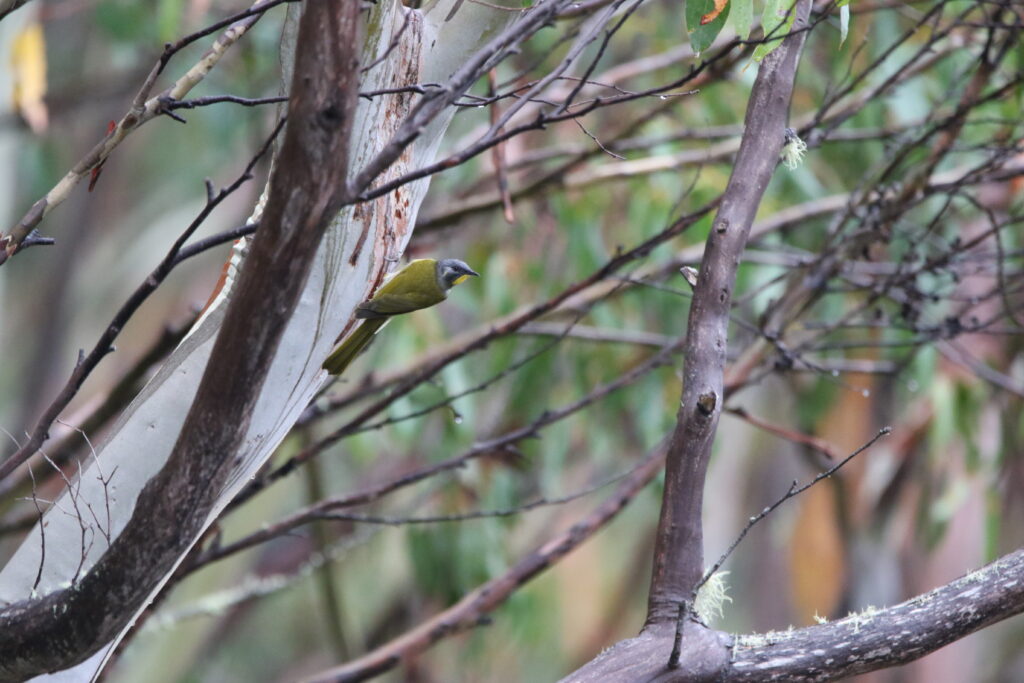 Méliphage à gorge jaune (Nesoptilotis flavicollis - Yellow-throated Honeyeater) - Tasmanie