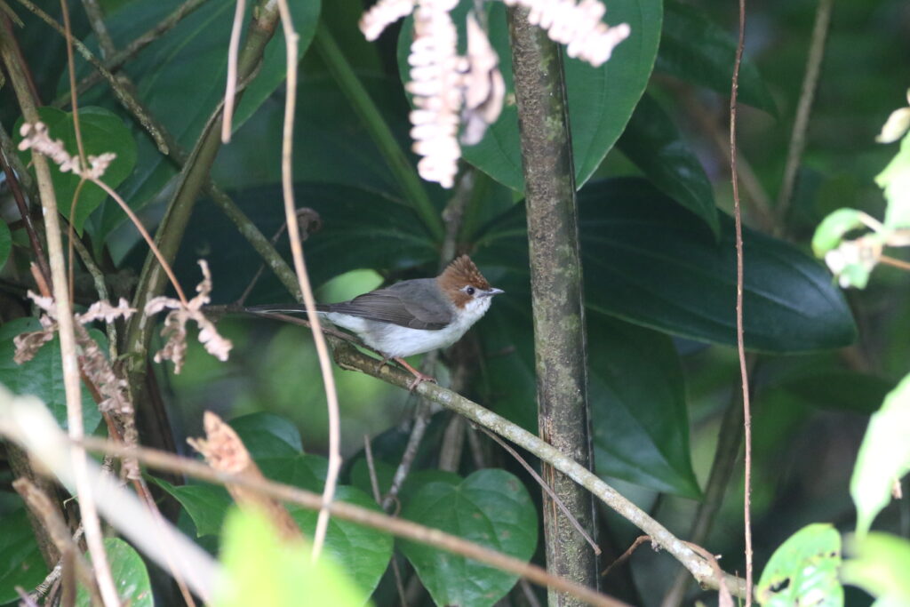 Yuhina de bornéo (Staphida everetti - Chestnut-crested Yuhina)