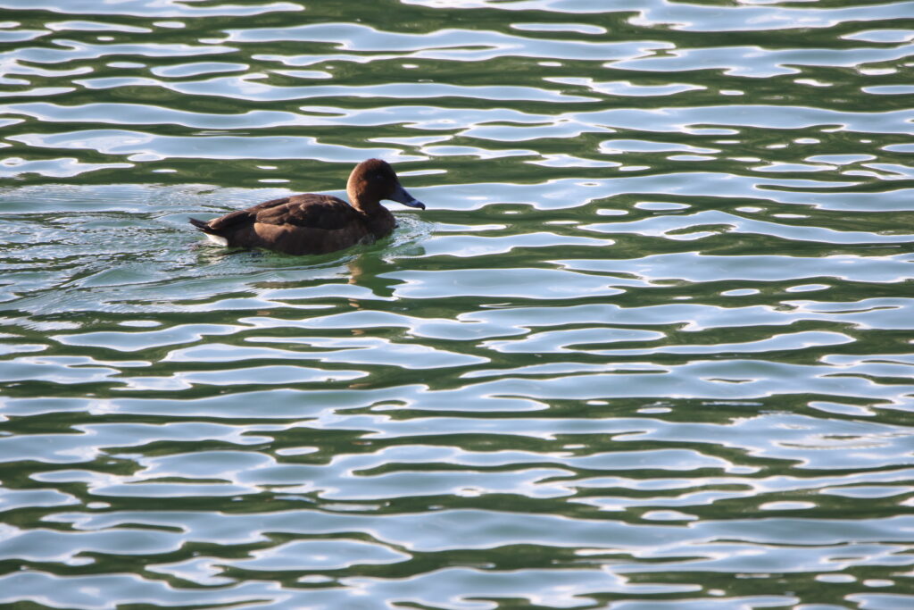 Fuligule austral (Aythya australis - Hardhead)