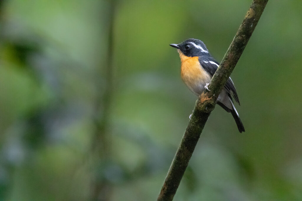 Gobemouche à poitrine rousse (Ficedula dumetoria - Rufous-chested Flycatcher)