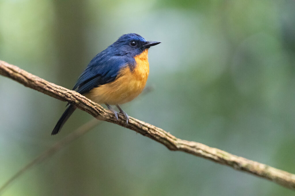 Gobemouche dayak (Cyornis montanus - Dayak Blue Flycatcher)