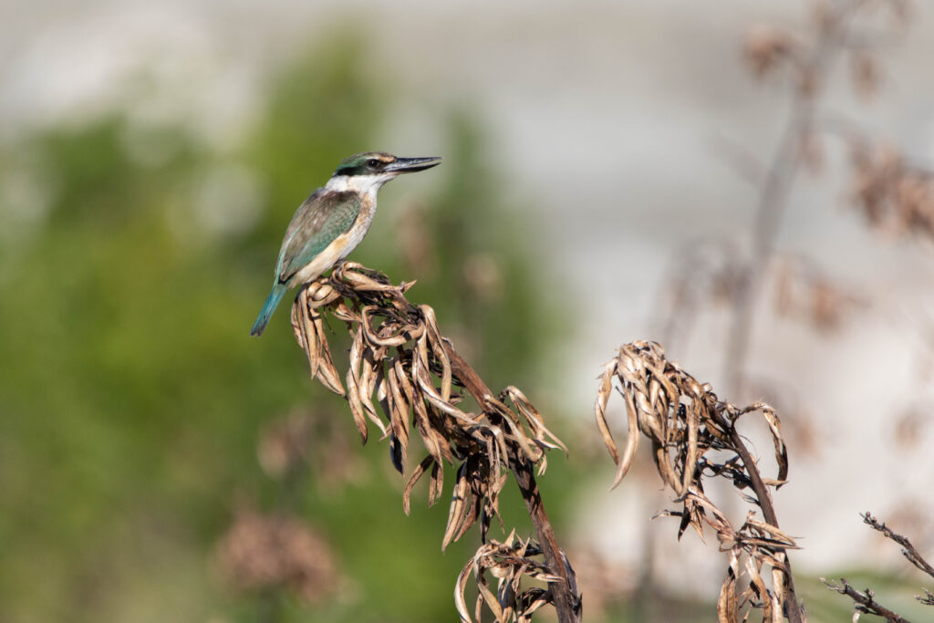 Martin-chasseur sacré (Todiramphus sanctus - Sacred Kingfisher)