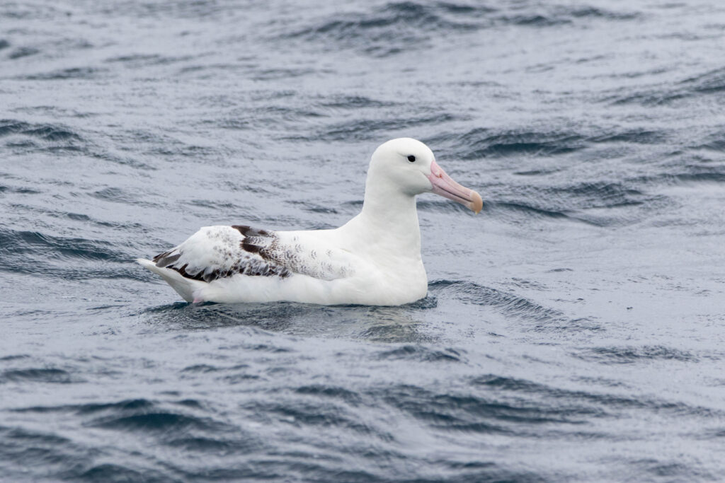 Albatros royal (Diomedea epomophora - Southern Royal Albatross)