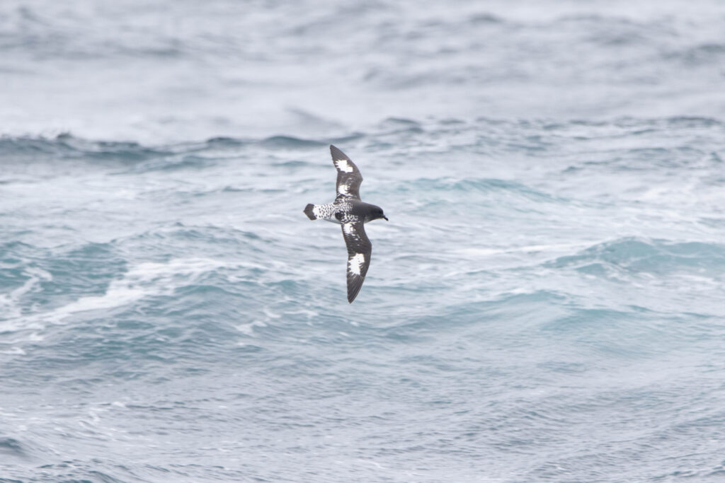 Damier du Cap (Daption capense - Pintado Petrel) 2