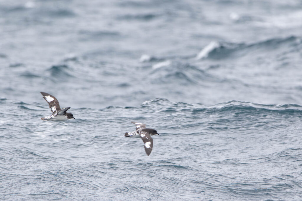 Damiersdu Cap (Daption capense - Pintado Petrel)