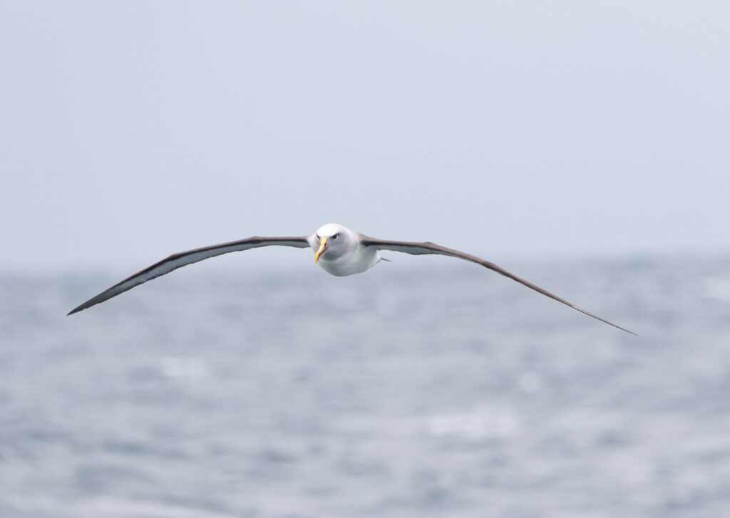 Albatros de Buller (Thalassarche bulleri - Buller's Albatross)