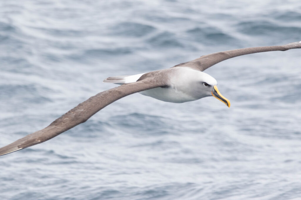 Albatros de Buller (Thalassarche bulleri - Buller's Albatross) - Otago Peninsula