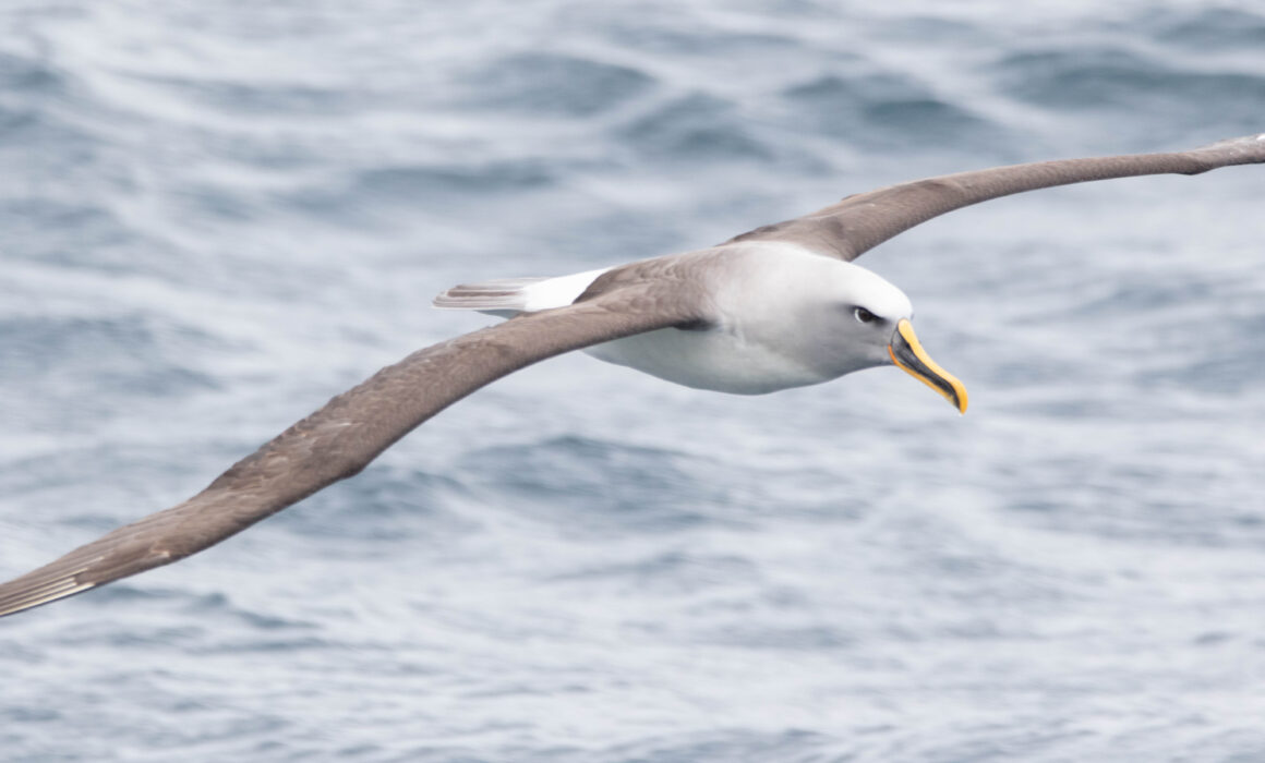 Albatros de Buller (Thalassarche bulleri - Buller's Albatross) - Otago Peninsula