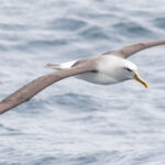 Albatros de Buller (Thalassarche bulleri - Buller's Albatross) - Otago Peninsula