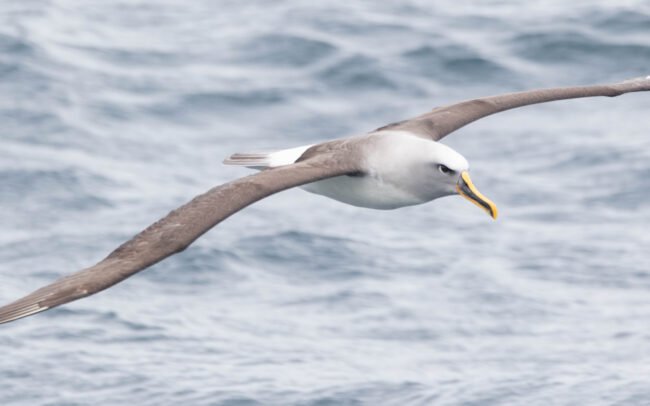 Albatros de Buller (Thalassarche bulleri - Buller's Albatross) - Otago Peninsula