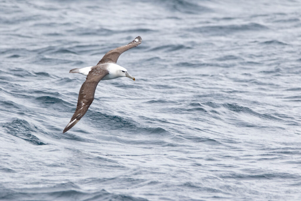 Albatros à cape blanche (Thalassarche cauta - Shy Albatross) 2