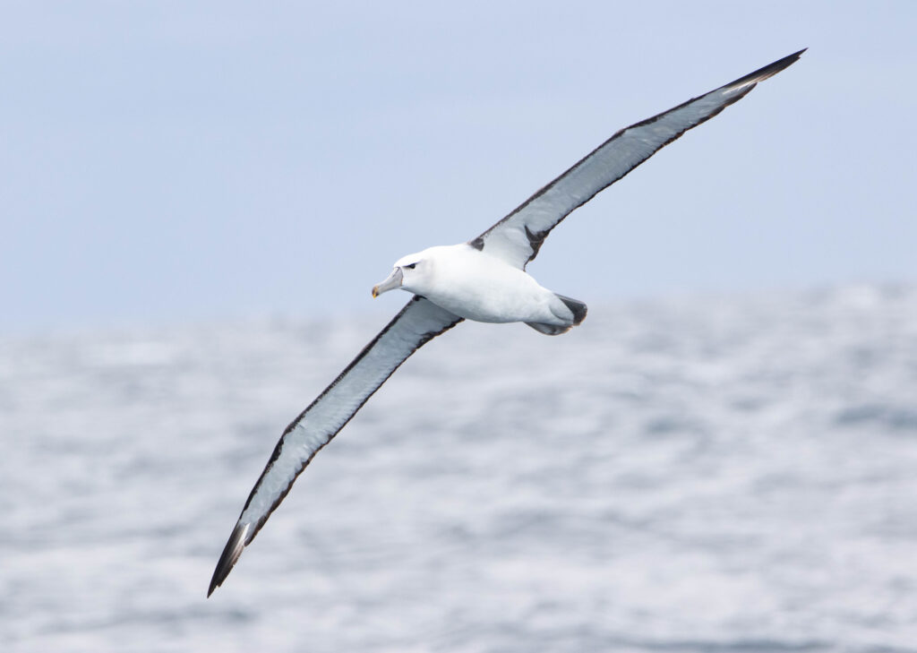 Albatros à cape blanche (Thalassarche cauta - Shy Albatross)