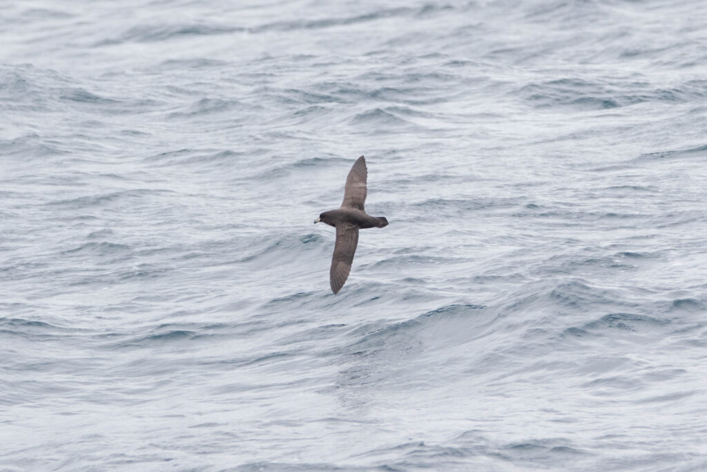 Puffin du Westland (Procellaria westlandica - Westland Petrel) 2