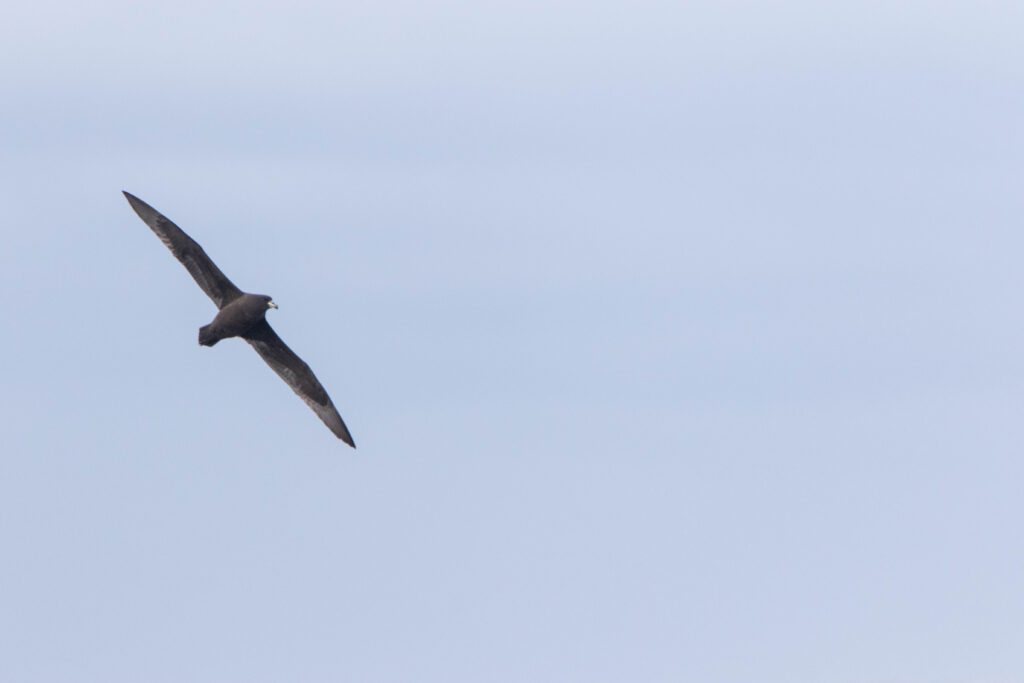 Puffin du Westland (Procellaria westlandica - Westland Petrel)