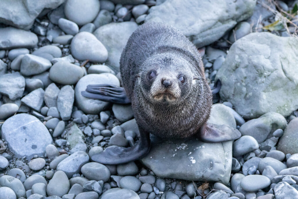 Otarie à fourrure (Arctocephalus forsteri - New Zealand Fur Seal) 7