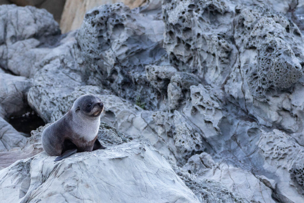Otarie à fourrure (Arctocephalus forsteri - New Zealand Fur Seal) 12