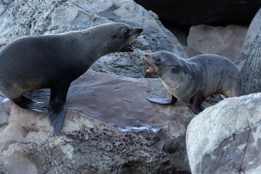 Otaries à fourrure (Arctocephalus forsteri - New Zealand Fur Seal) 5