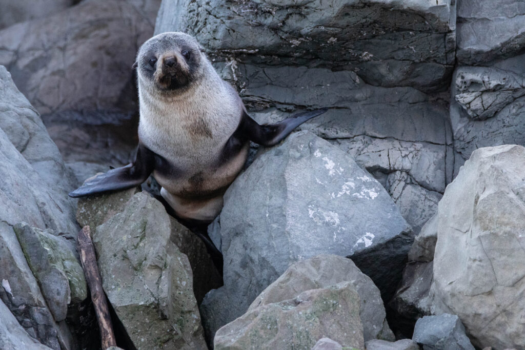 Otarie à fourrure (Arctocephalus forsteri - New Zealand Fur Seal)