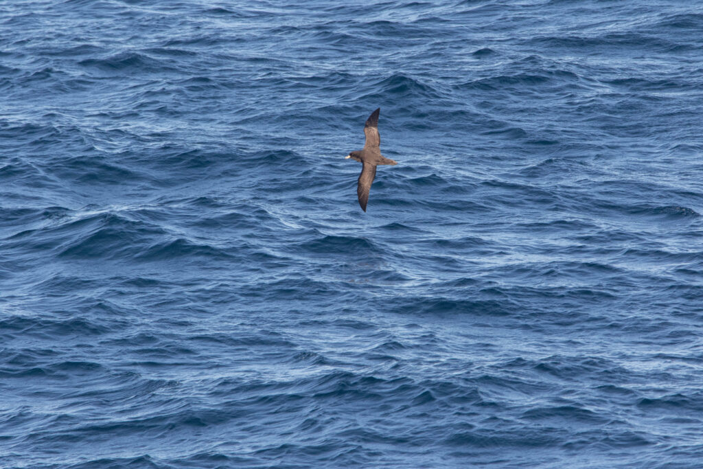 Puffin à menton blanc (Procellaria aequinoctialis - White-chinned Petrel)