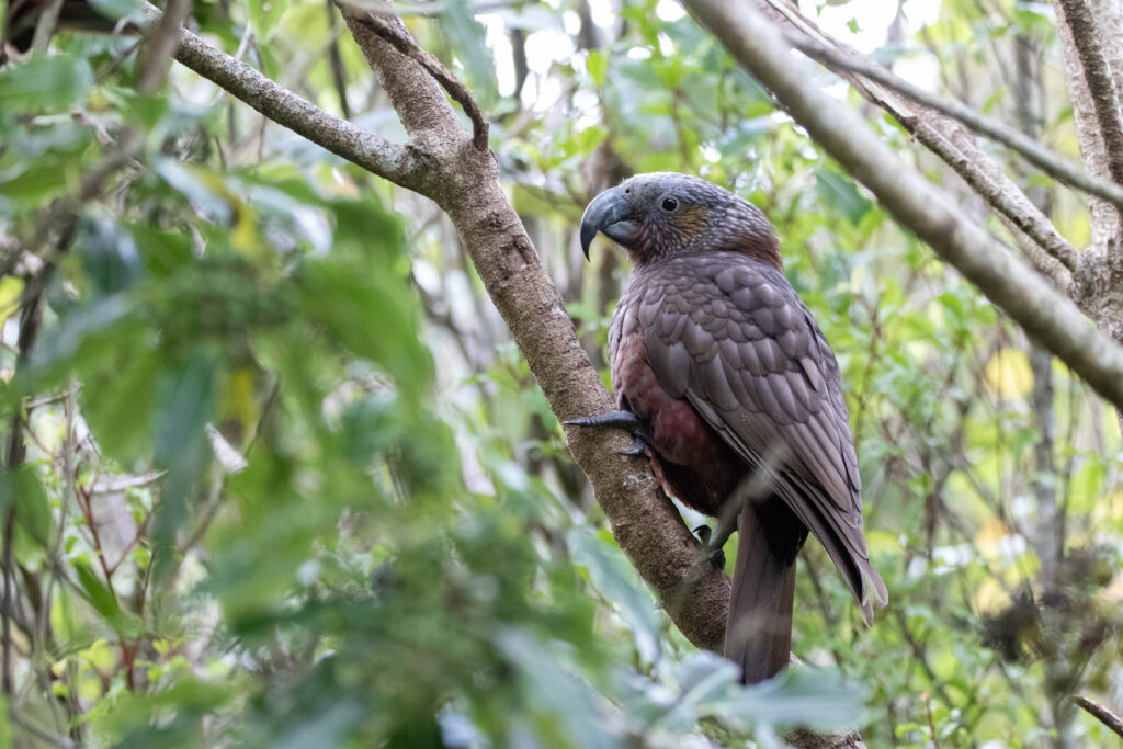 Nestor superbe (Nestor meridionalis - New Zealand Kaka)