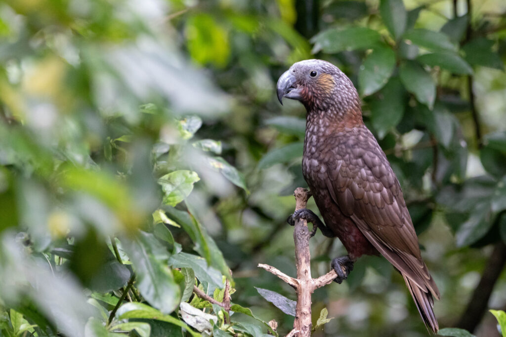 Nestor superbe (Nestor meridionalis - New Zealand Kaka) 3