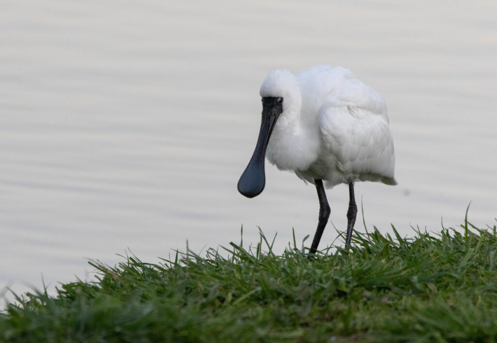 Spatule royale (Platalea regia - Royal Spoonbill) - Nouvelle Zélande