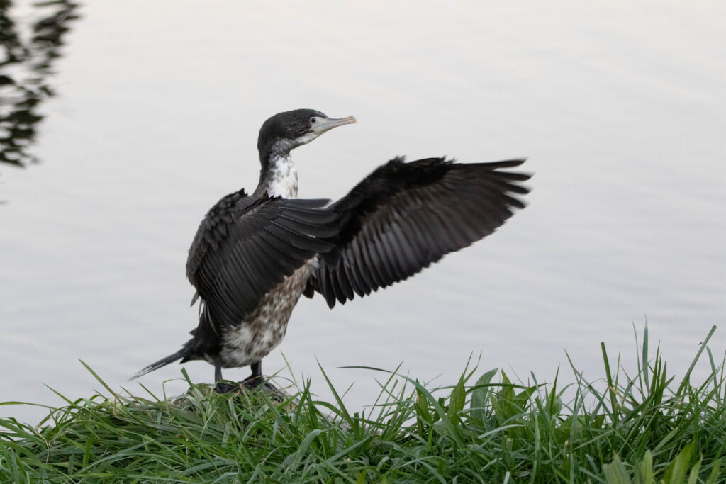 Cormoran varié (Phalacrocorax varius - Australian Pied Cormorant) Nouvelle Zélande