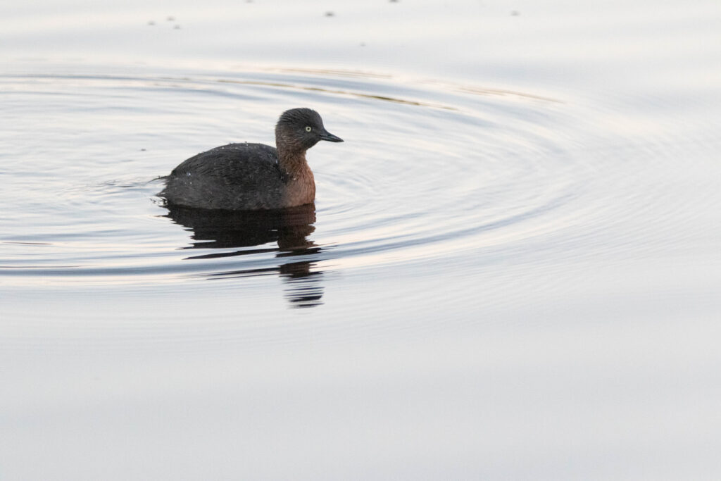 Grèbe de Nouvelle-Zélande (Poliocephalus rufopectus - New Zealand Grebe)