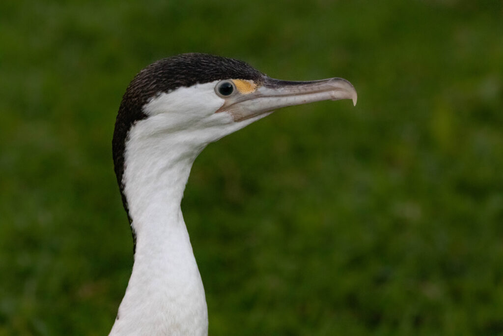 Cormoran varié (Phalacrocorax varius - Australian Pied Cormorant)